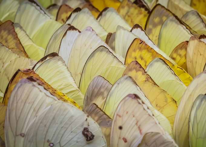 Butterfly Wings