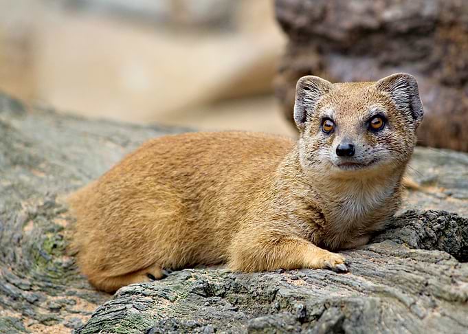 suricate