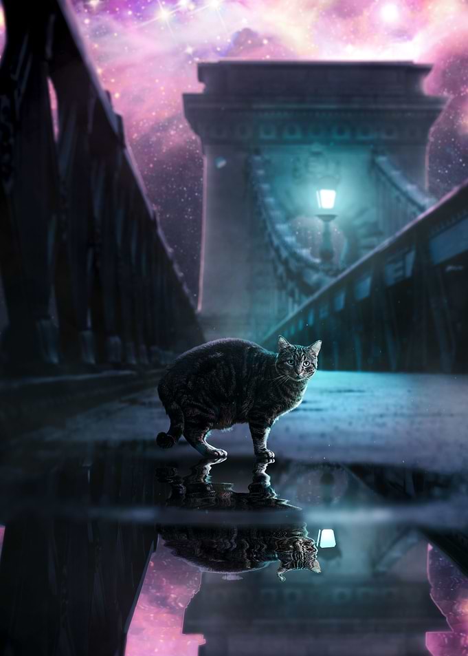 Night Cat with starry sky