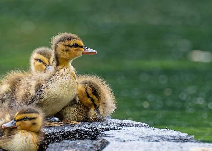 Duckling Looking for Mama