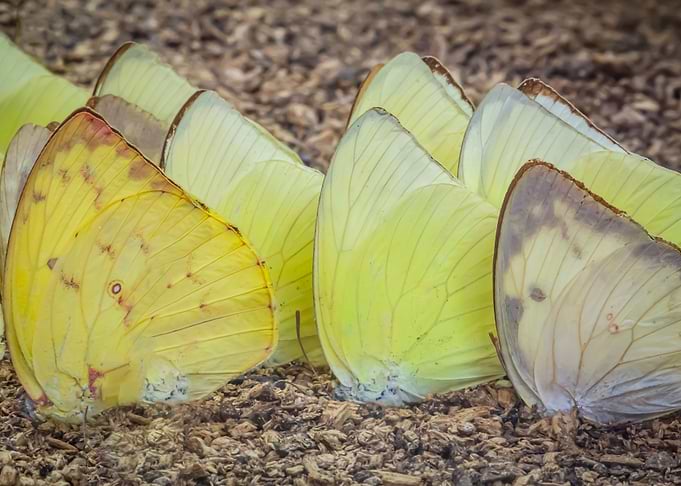 Butterfly Wings