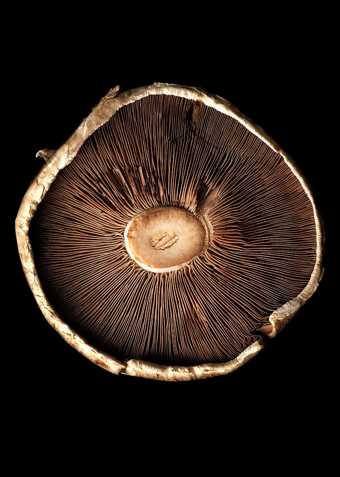 Mushroom Inside