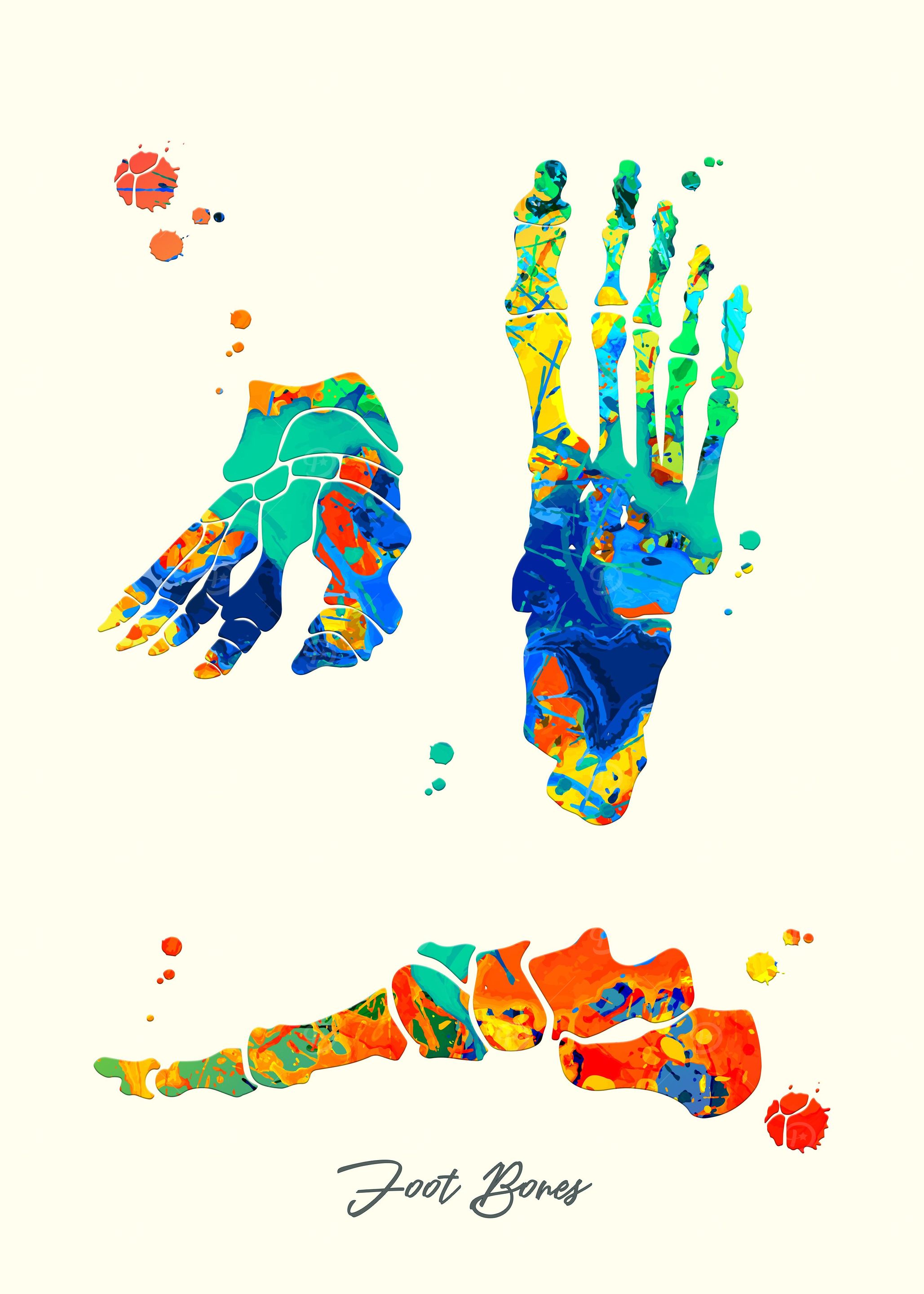 Foot Bones