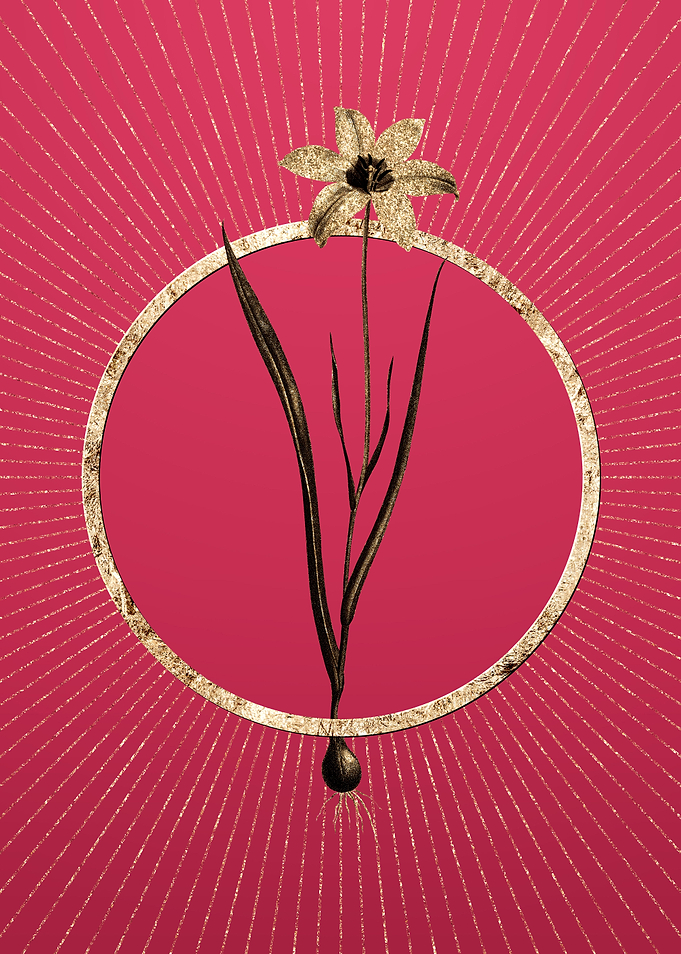 Lady Tulip on Viva Magenta