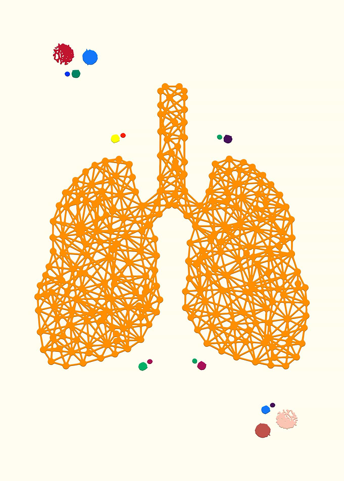 Lungs anatomy