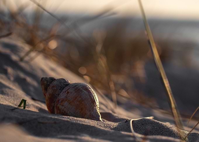 Curly shell on sunset