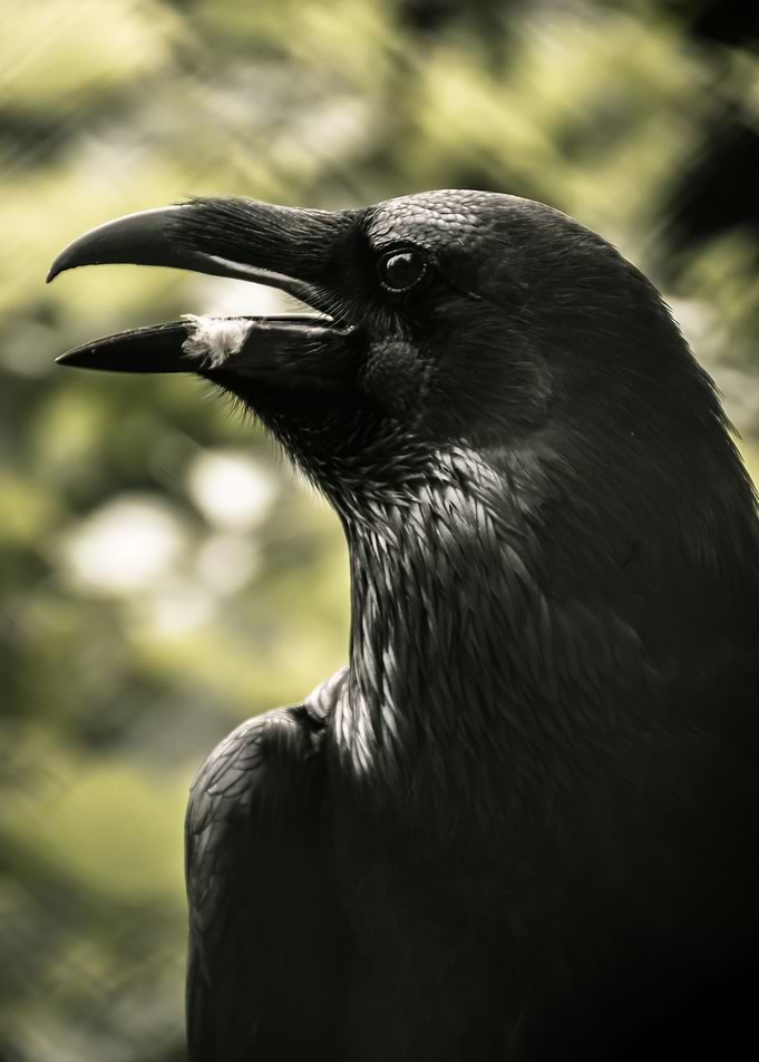 Raven