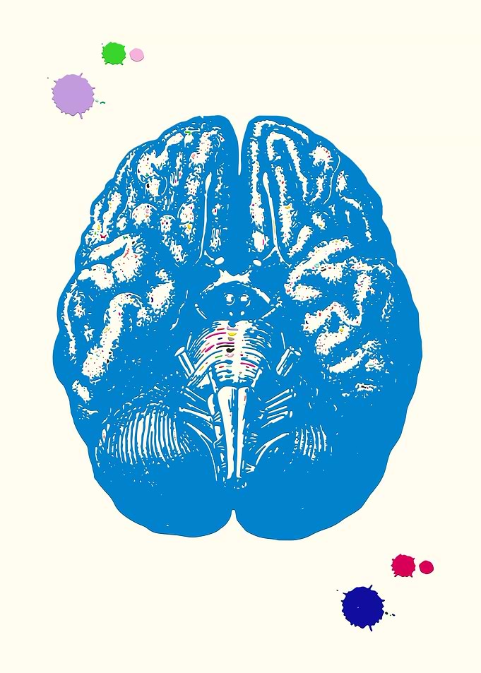 Human Brain