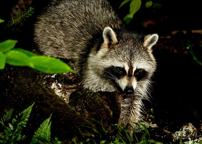 Pensive and Wary Raccoon