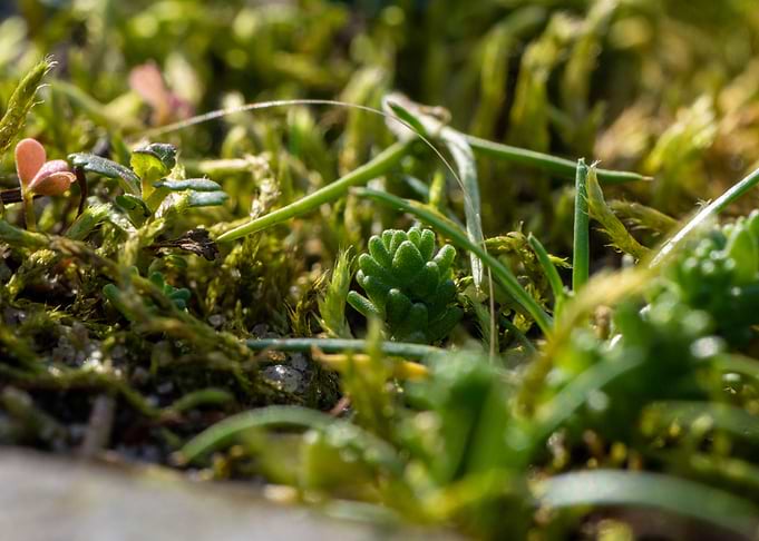Moss between the cobbles 1