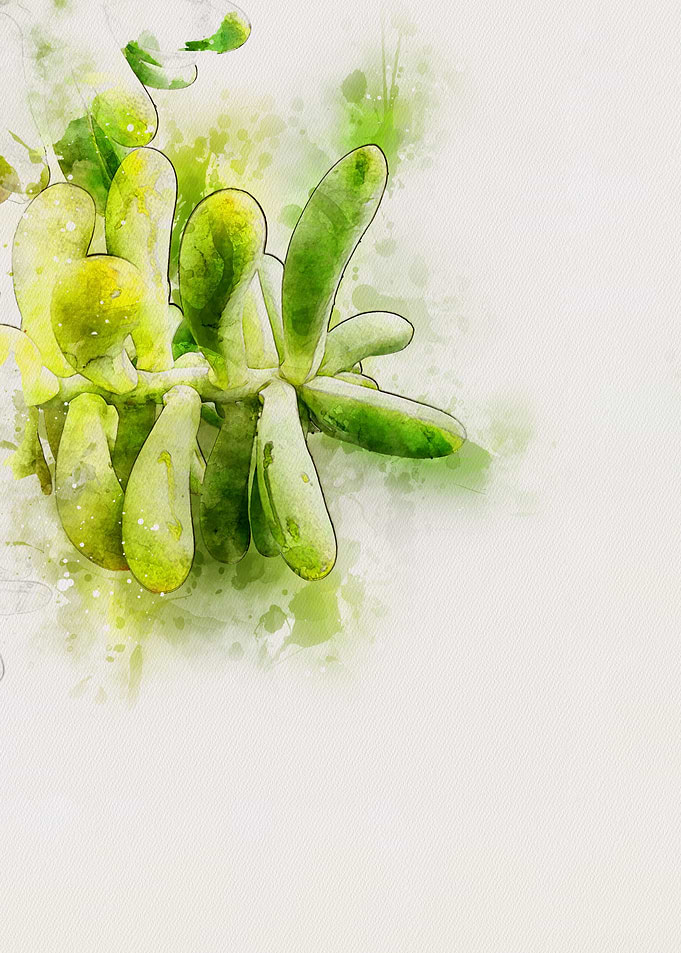 Watercolour Cacti