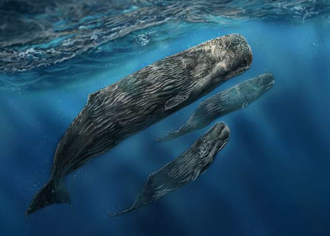 World Whale Day