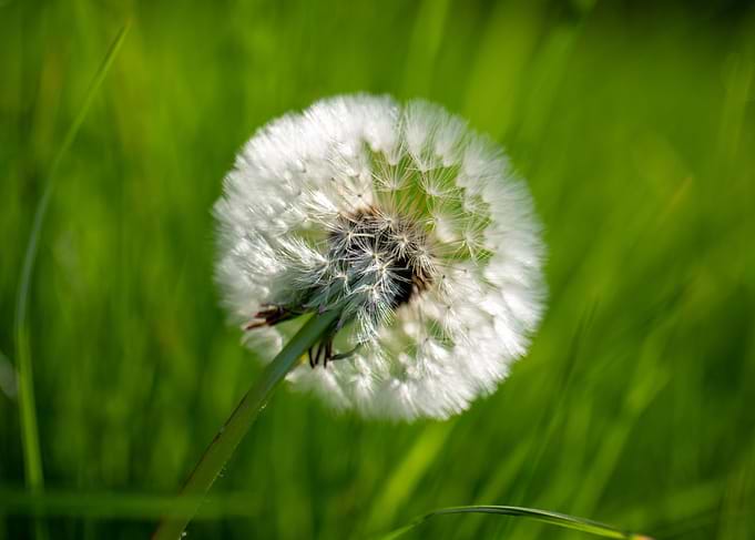 Summertime Dandelion