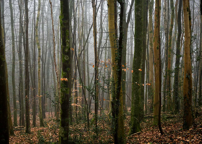 ancient beech woods