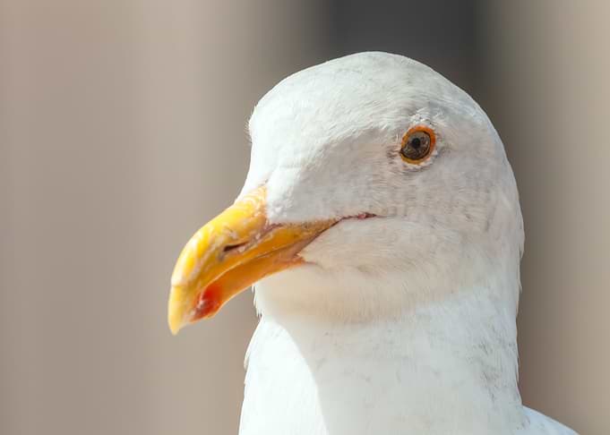 western gull