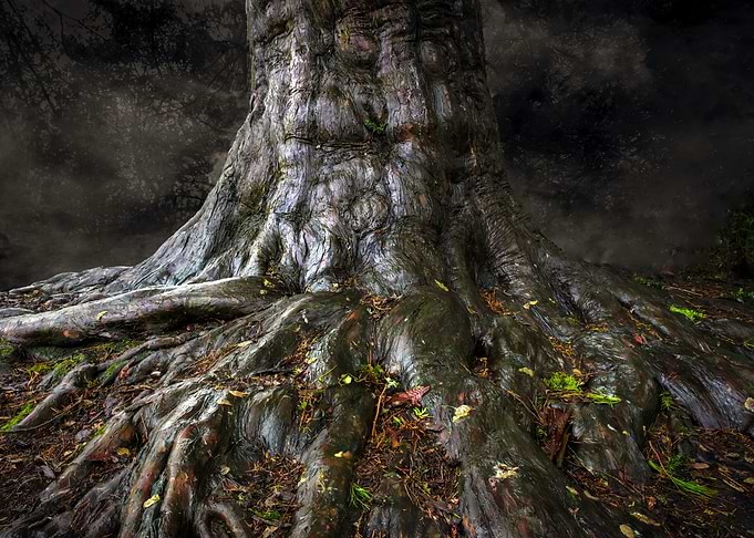 An ancient tree trunk