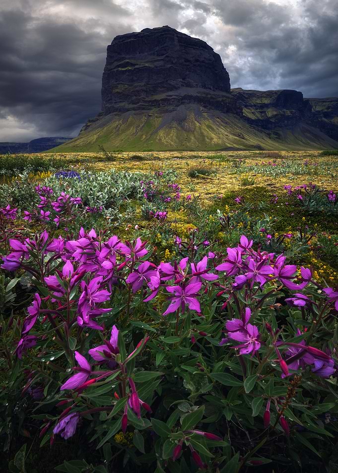 Arctic Flowers