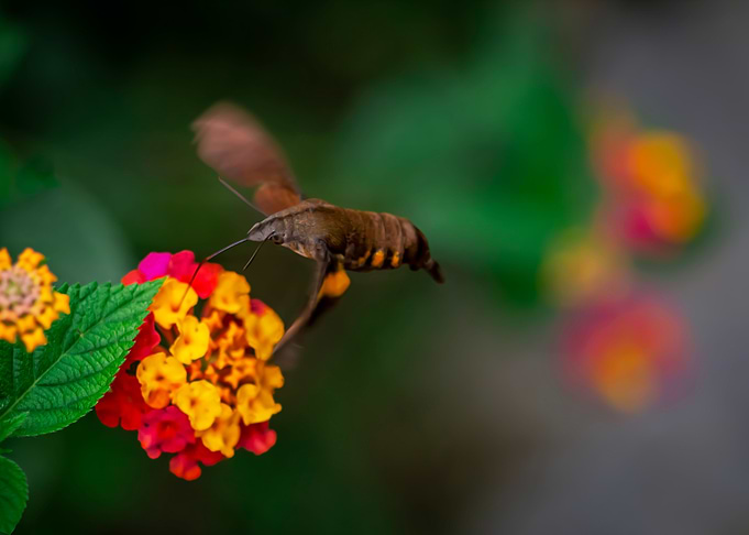 moth