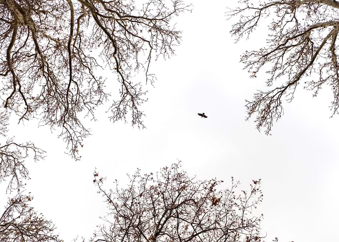 The Flight to Freedom