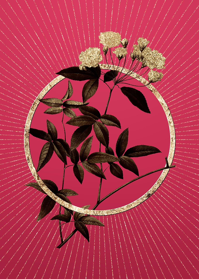 Lady Banks Rose on Magenta