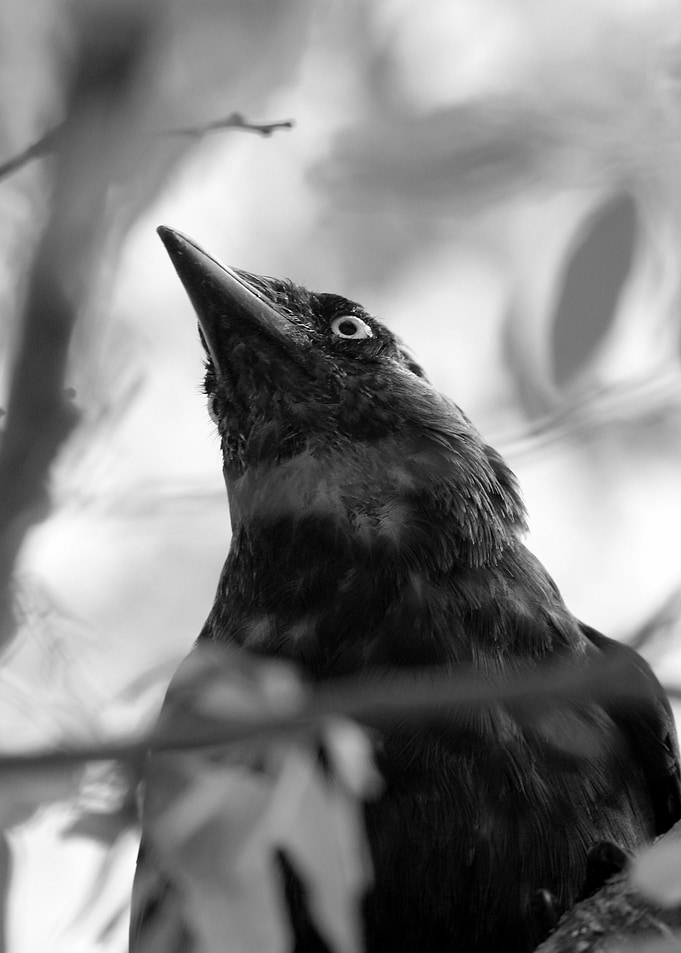 Raven