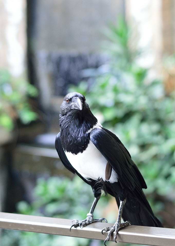 Raven