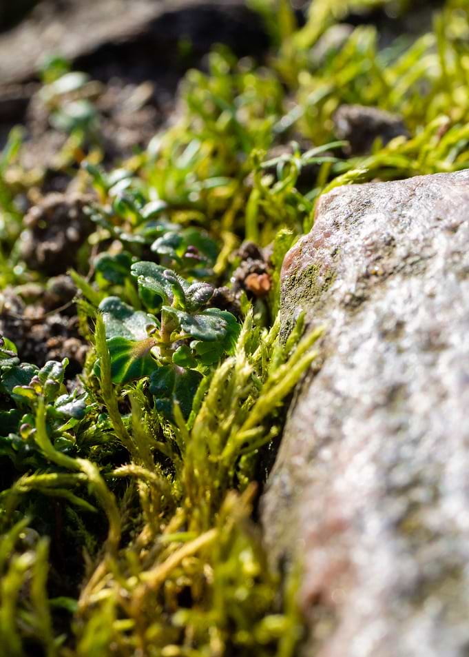 Moss between the cobbles 2