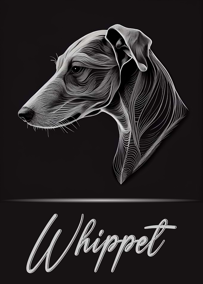 Whippet
