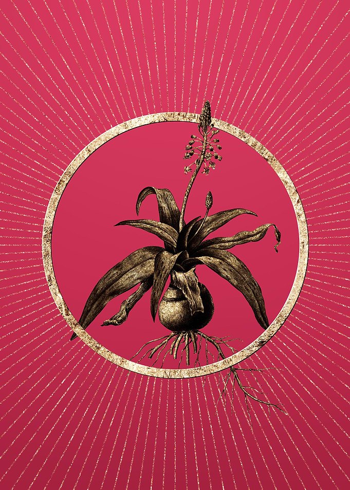 Lachenalia Lanceaefolia