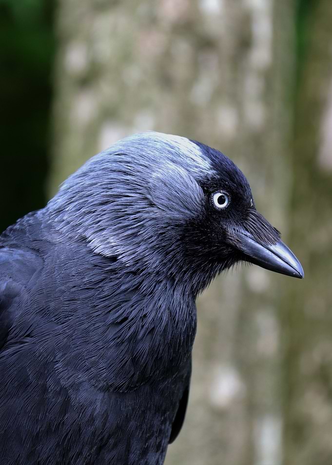 Raven