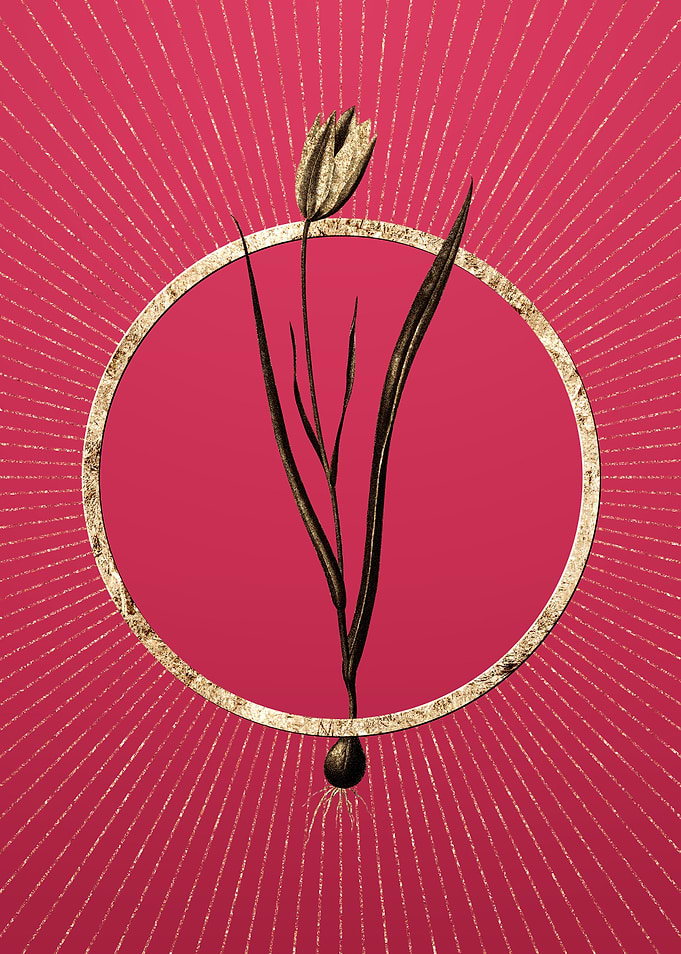 Lady Tulip on Viva Magenta