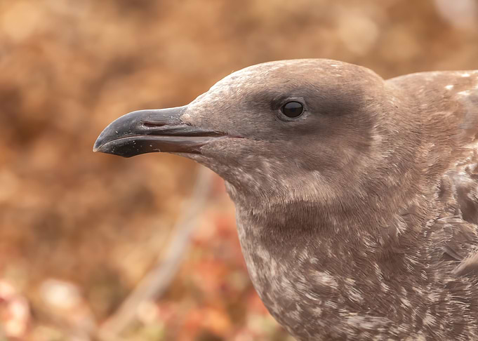 Young Chick