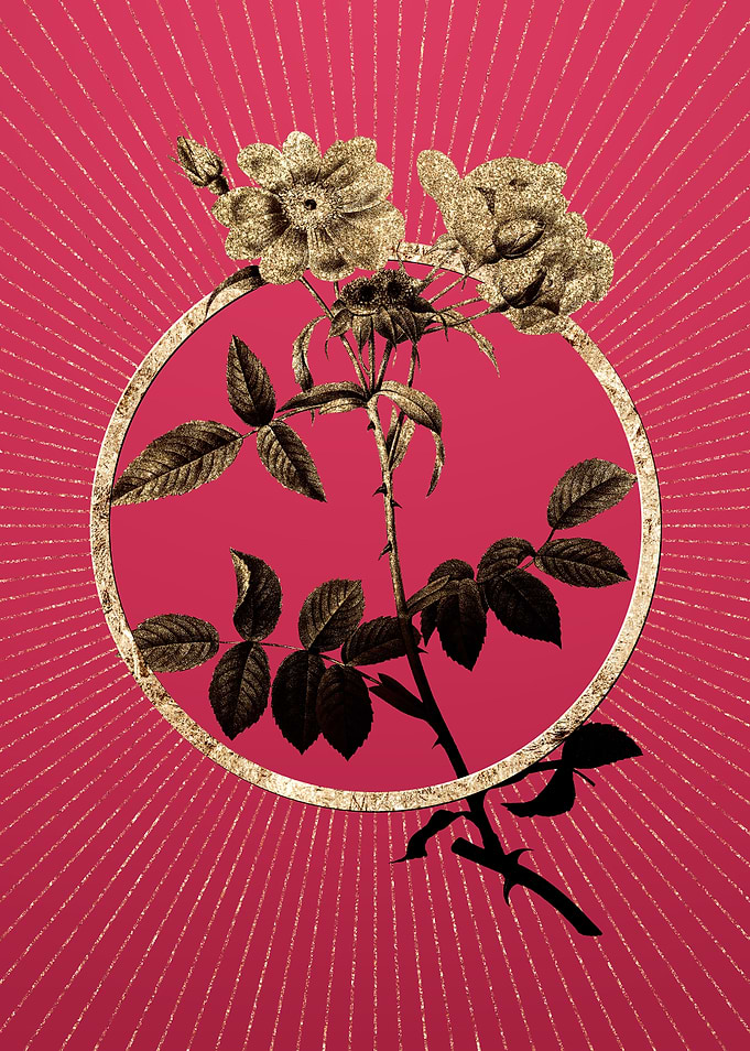 Lady Monson Rose Bloom
