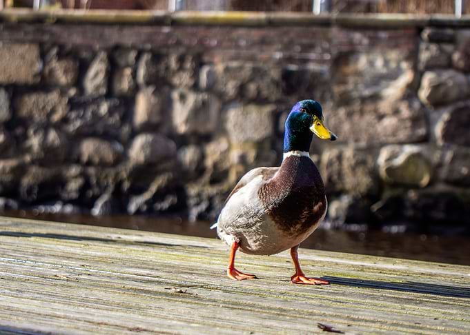 Duckling catwalking