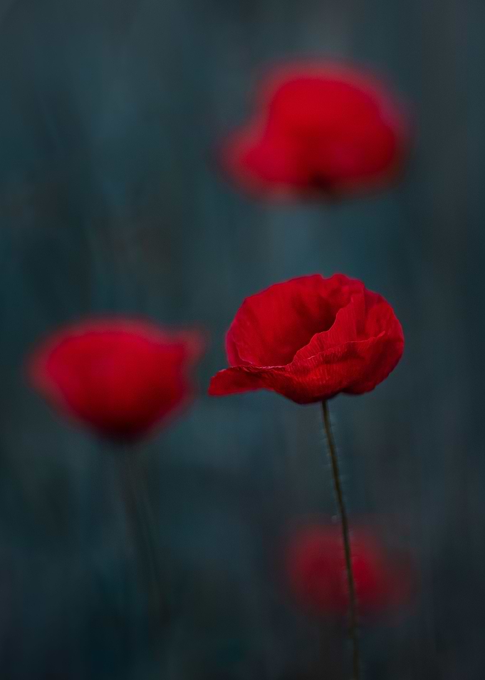 Poppy family