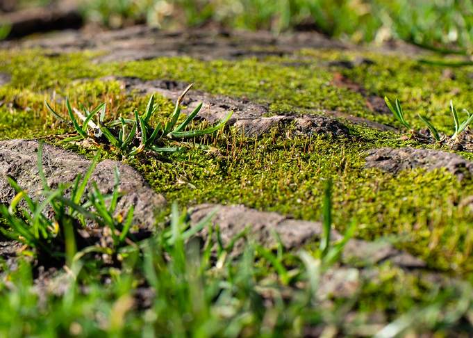 Moss on treeroots