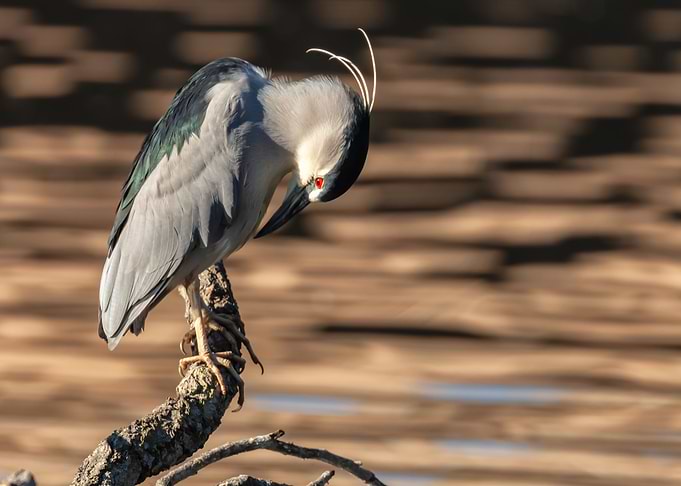 Preening