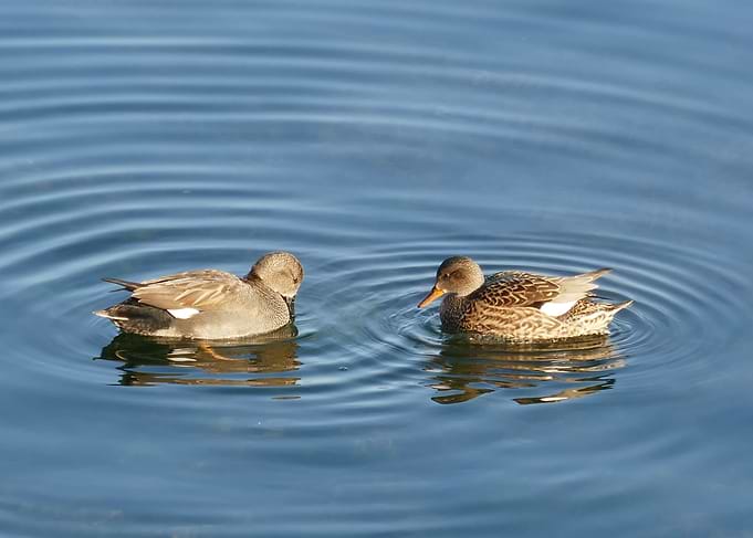 two ducks