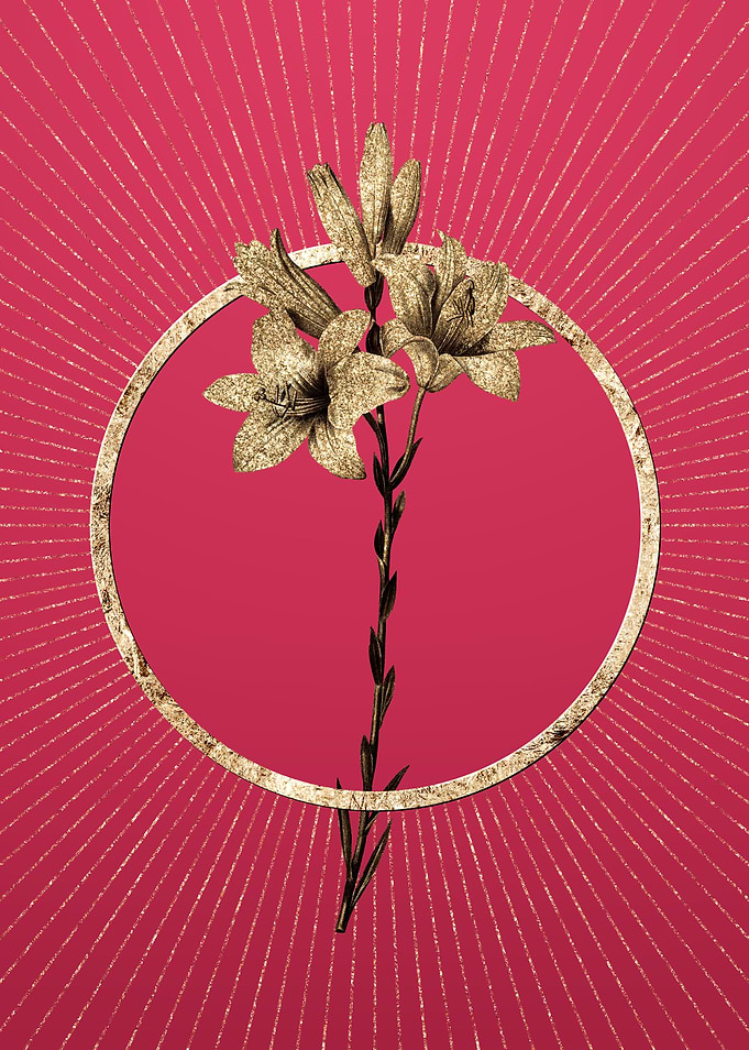 Viva Magenta Madonna Lily