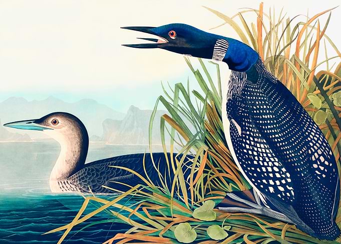 Great Northern Diver