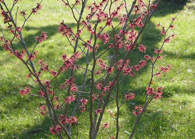 red shrub 2