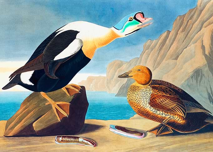 King Duck