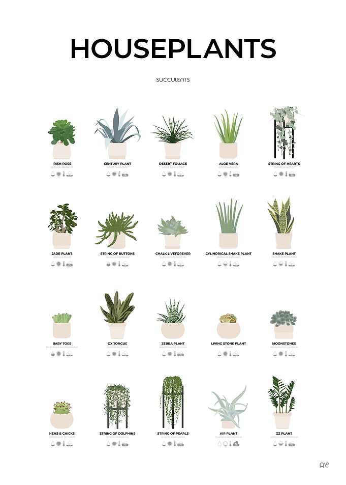 Succulent Houseplants