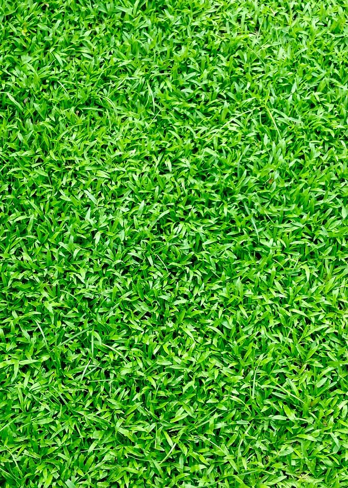 Grass