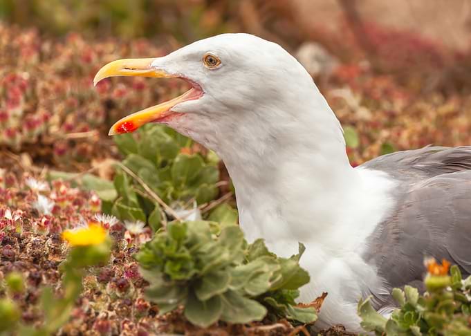Gull Call