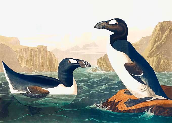 Great Auk