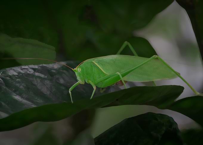 katydids