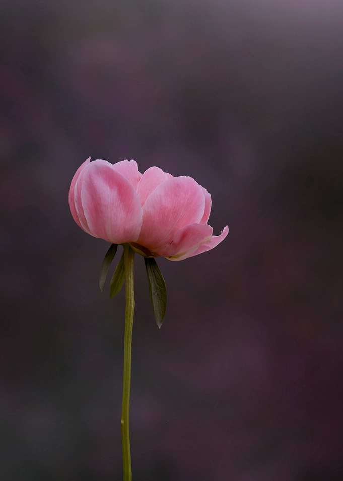 Pink peony fine art