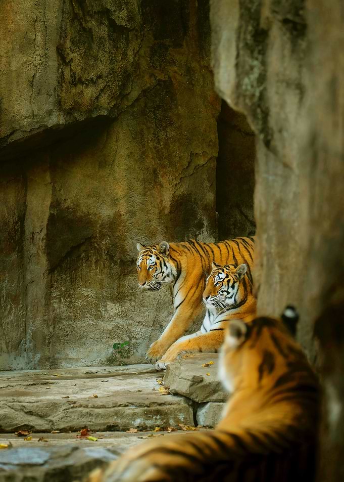 TIGER