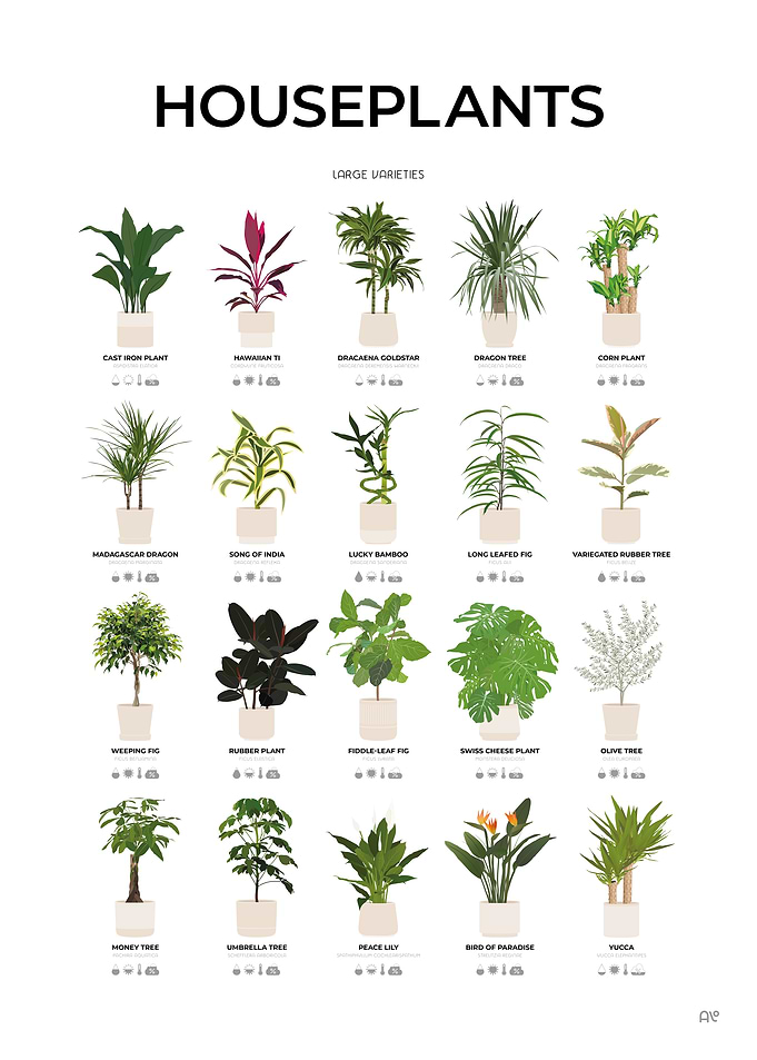 Large Houseplants Chart